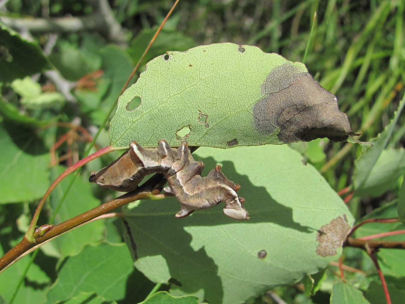 Image of Populus tremula specimen.