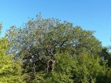 Quercus robur. Крона взрослого дерева. Крым, Белогорский р-н, возле Топловского монастыря, лиственный лес. 12.08.2018.