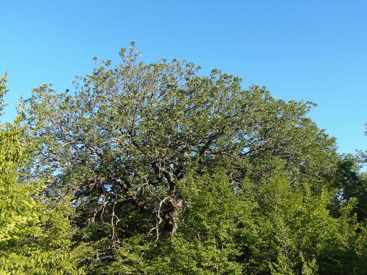 Image of Quercus robur specimen.
