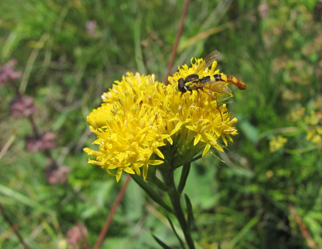 Image of Galatella linosyris specimen.