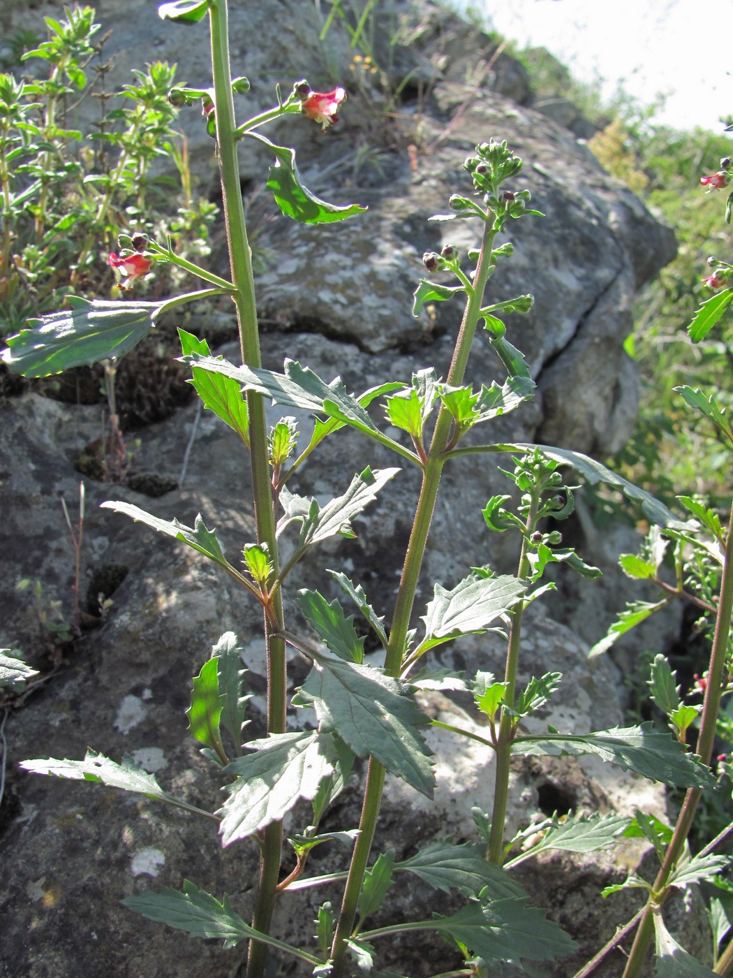 Изображение особи Scrophularia rupestris.