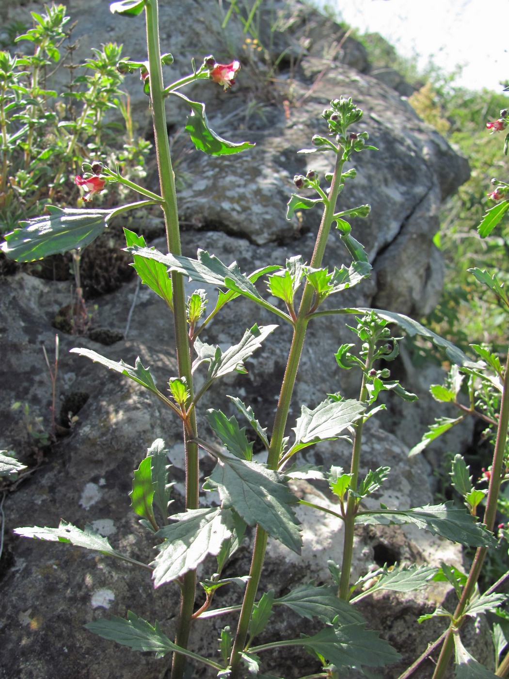 Изображение особи Scrophularia rupestris.