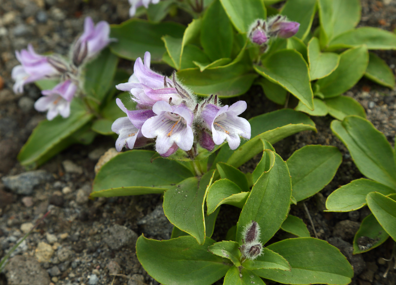 Изображение особи Pennellianthus frutescens.