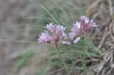 Allium kunthianum