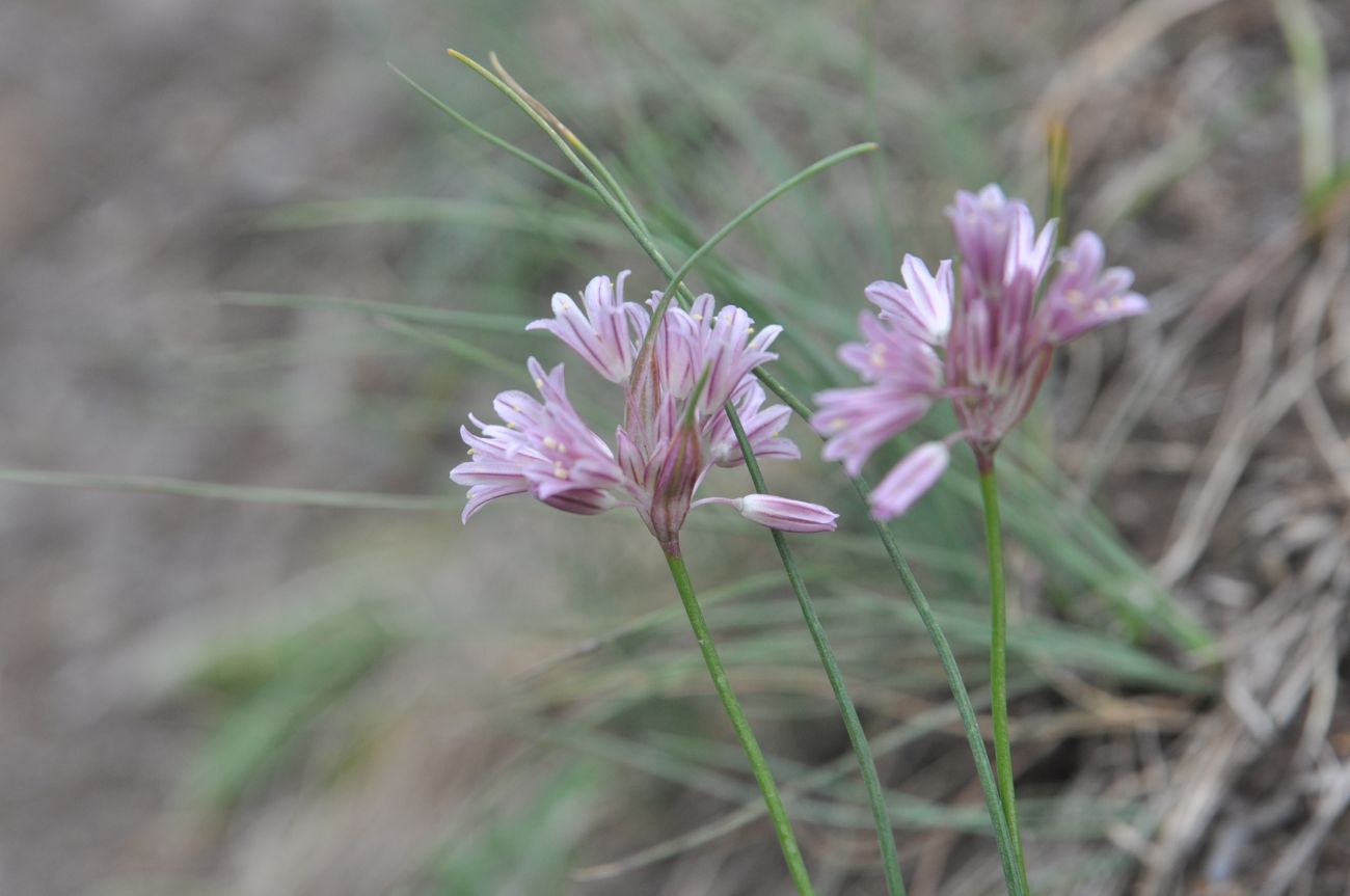 Изображение особи Allium kunthianum.