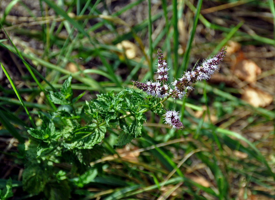 Image of Mentha spicata specimen.