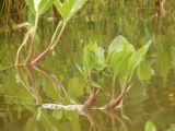 Menyanthes trifoliata