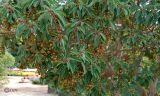 Arbutus andrachne