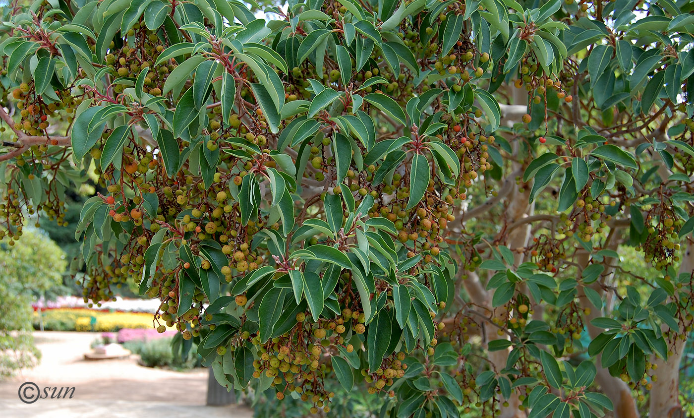 Изображение особи Arbutus andrachne.