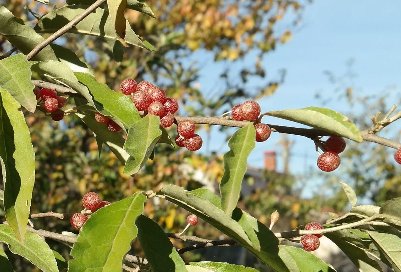 Image of Elaeagnus umbellata specimen.