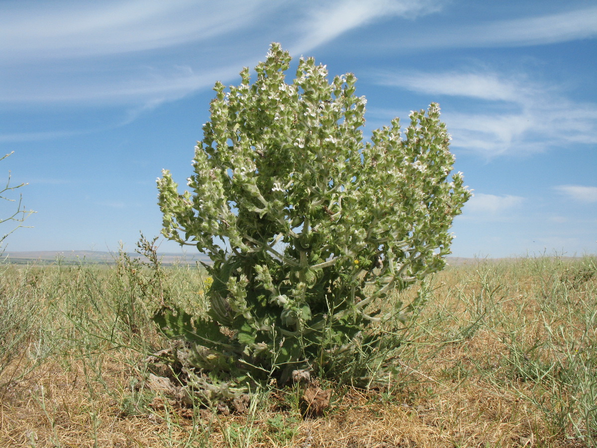 Изображение особи Salvia aethiopis.