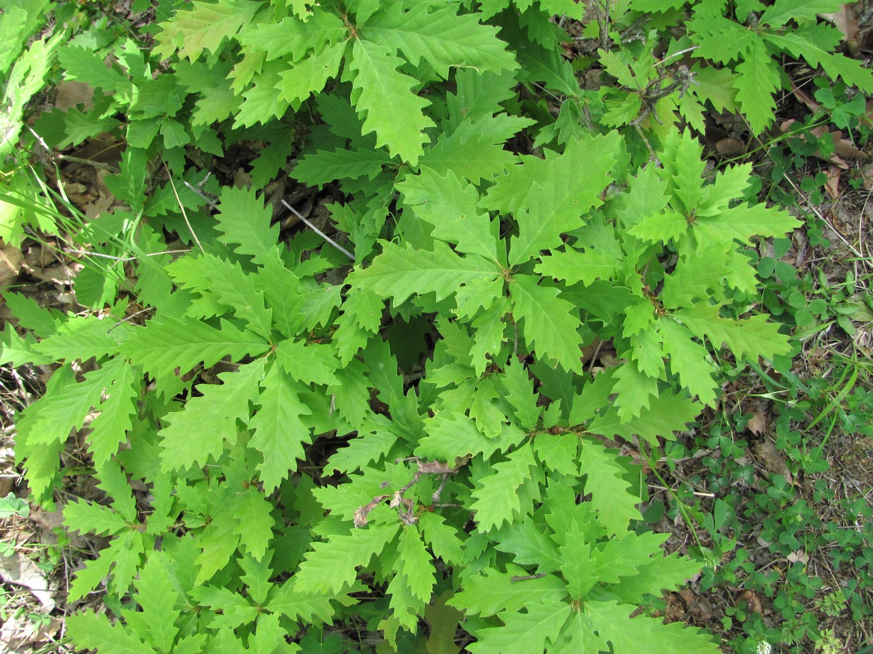 Изображение особи род Quercus.