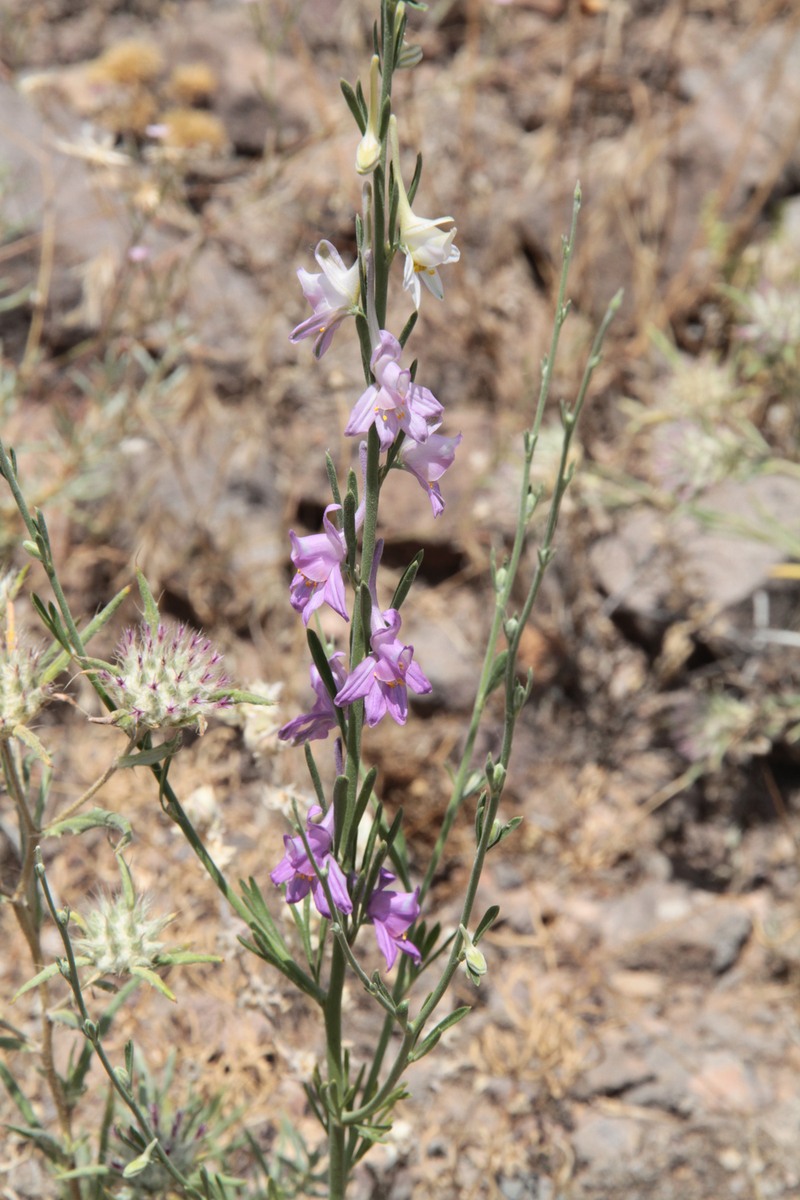 Image of Delphinium persicum specimen.