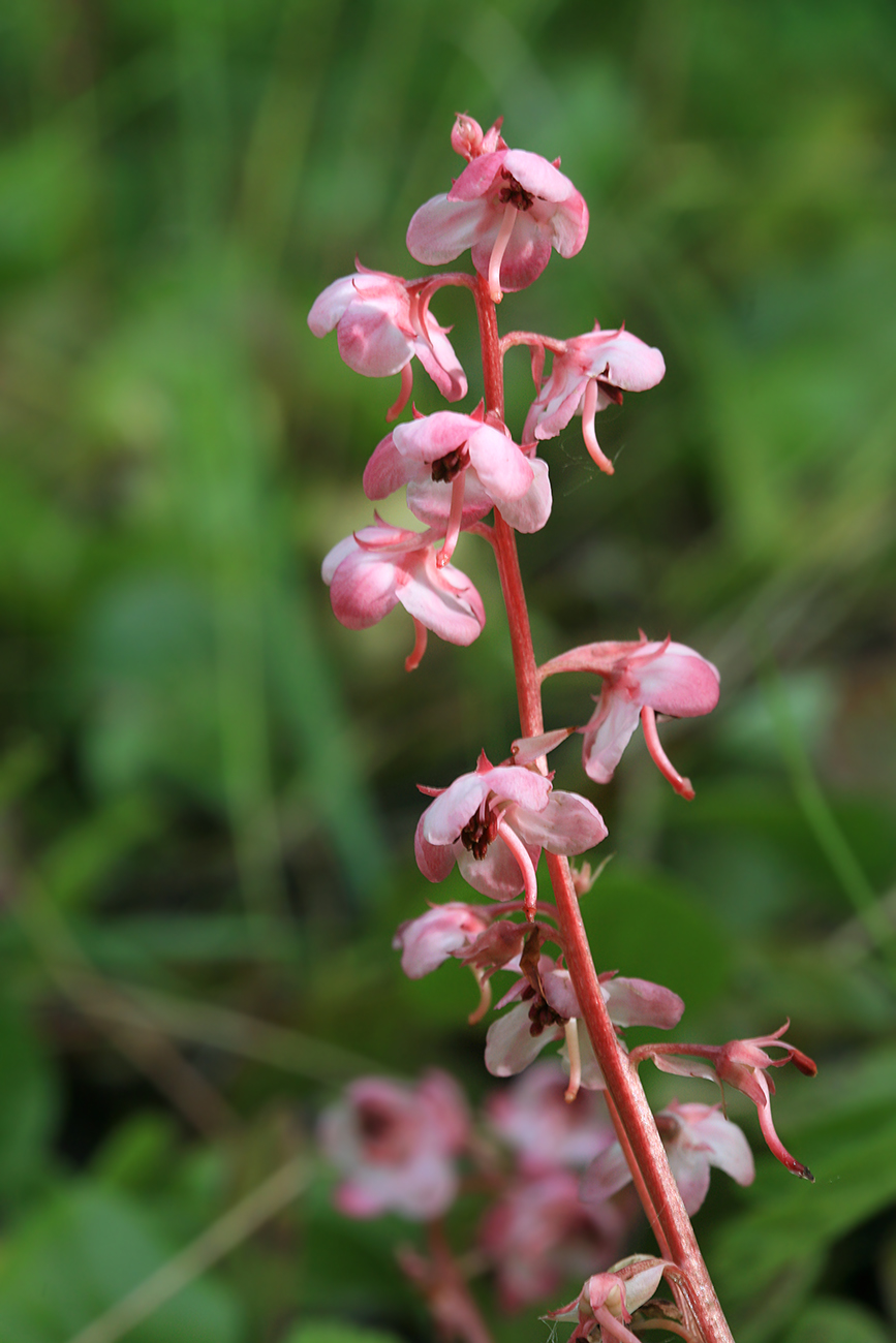 Image of Pyrola incarnata specimen.