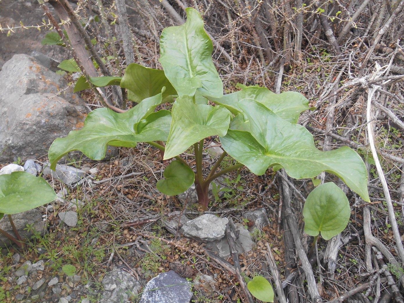 Изображение особи Arum korolkowii.