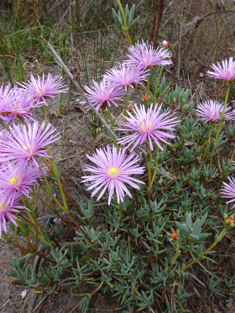 Изображение особи Lampranthus falcatus.