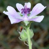 Althaea cannabina