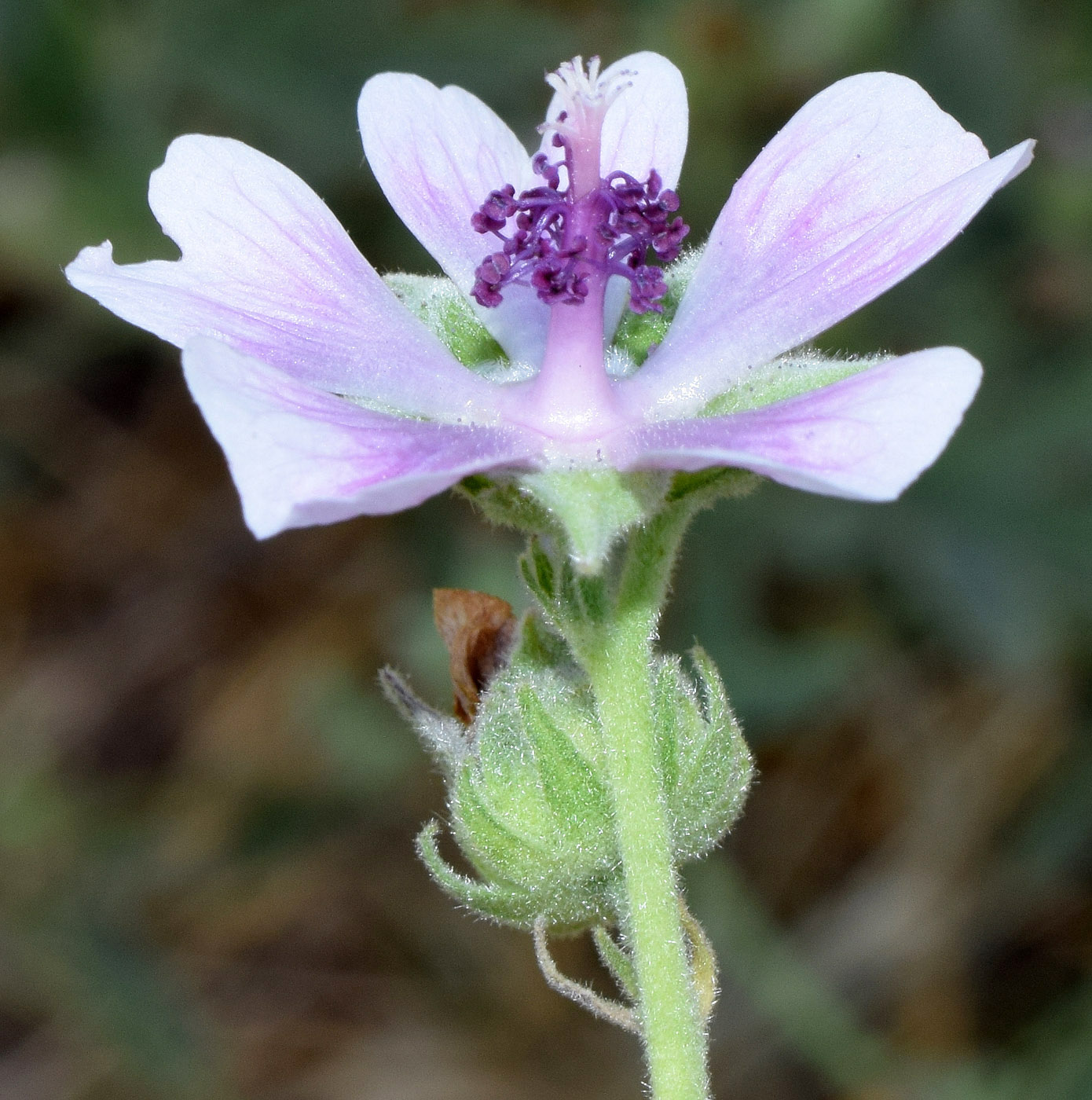 Изображение особи Althaea cannabina.