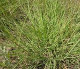 Bothriochloa ischaemum