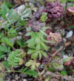 Galium aparine