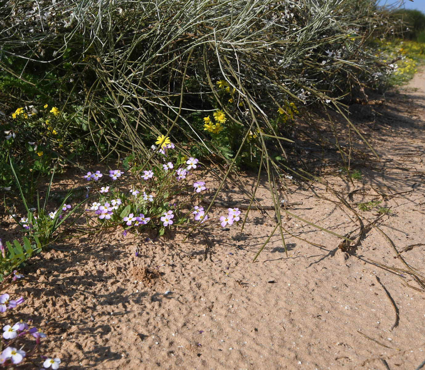 Image of Malcolmia pulchella specimen.