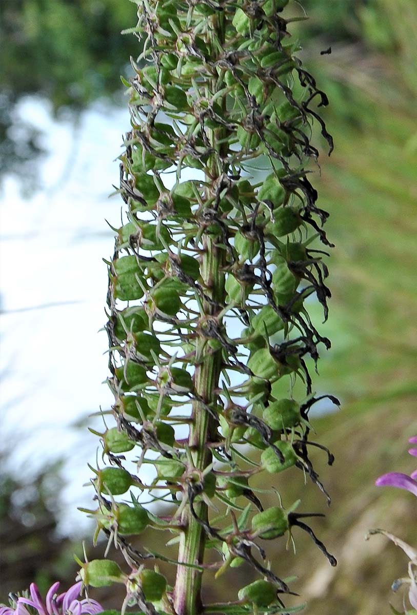 Image of Lobelia fistulosa specimen.