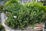 Pinus mugo. Вегетирующее растение ('Humpy'). Кировская обл., г. Киров, Ботанический сад Вятского государственного университета, в культуре. 07.07.2018.