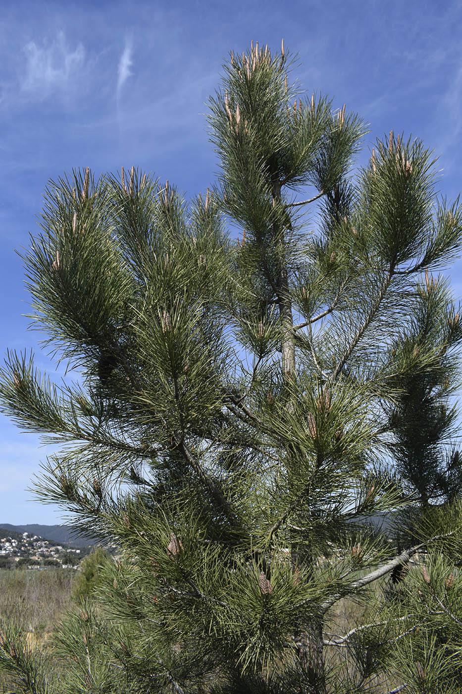 Image of Pinus pinaster specimen.