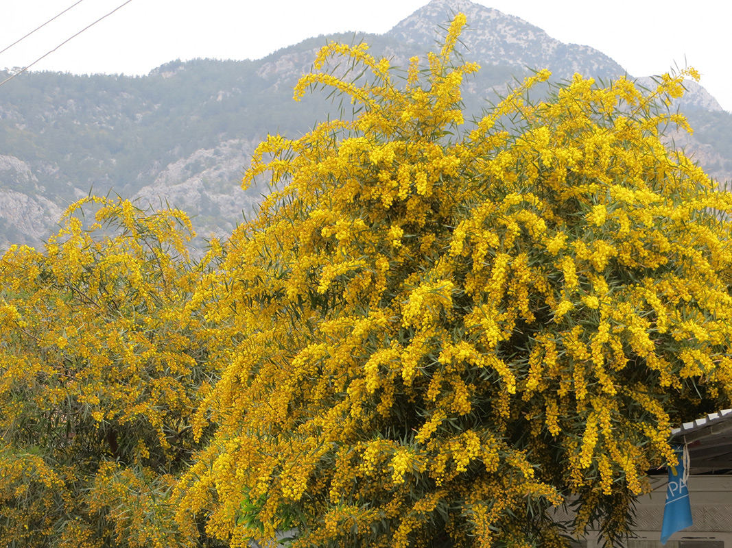 Image of Acacia saligna specimen.