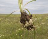 Muscari neglectum. Нижняя часть выкопанного растения с луковицей, дочерними луковичками и корнями. Крым, Керченский п-ов, Приазовье, Осовинская степь. 01.05.2019.