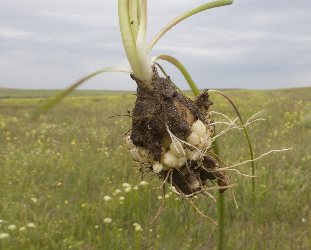 Image of Muscari neglectum specimen.