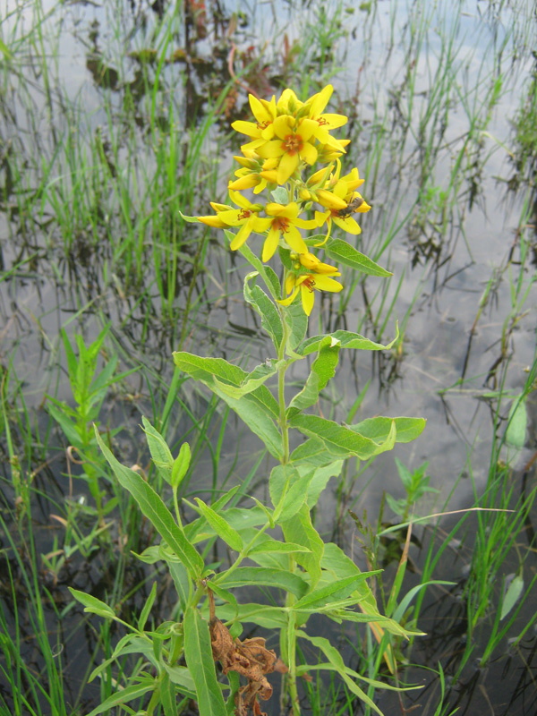 Изображение особи Lysimachia vulgaris.