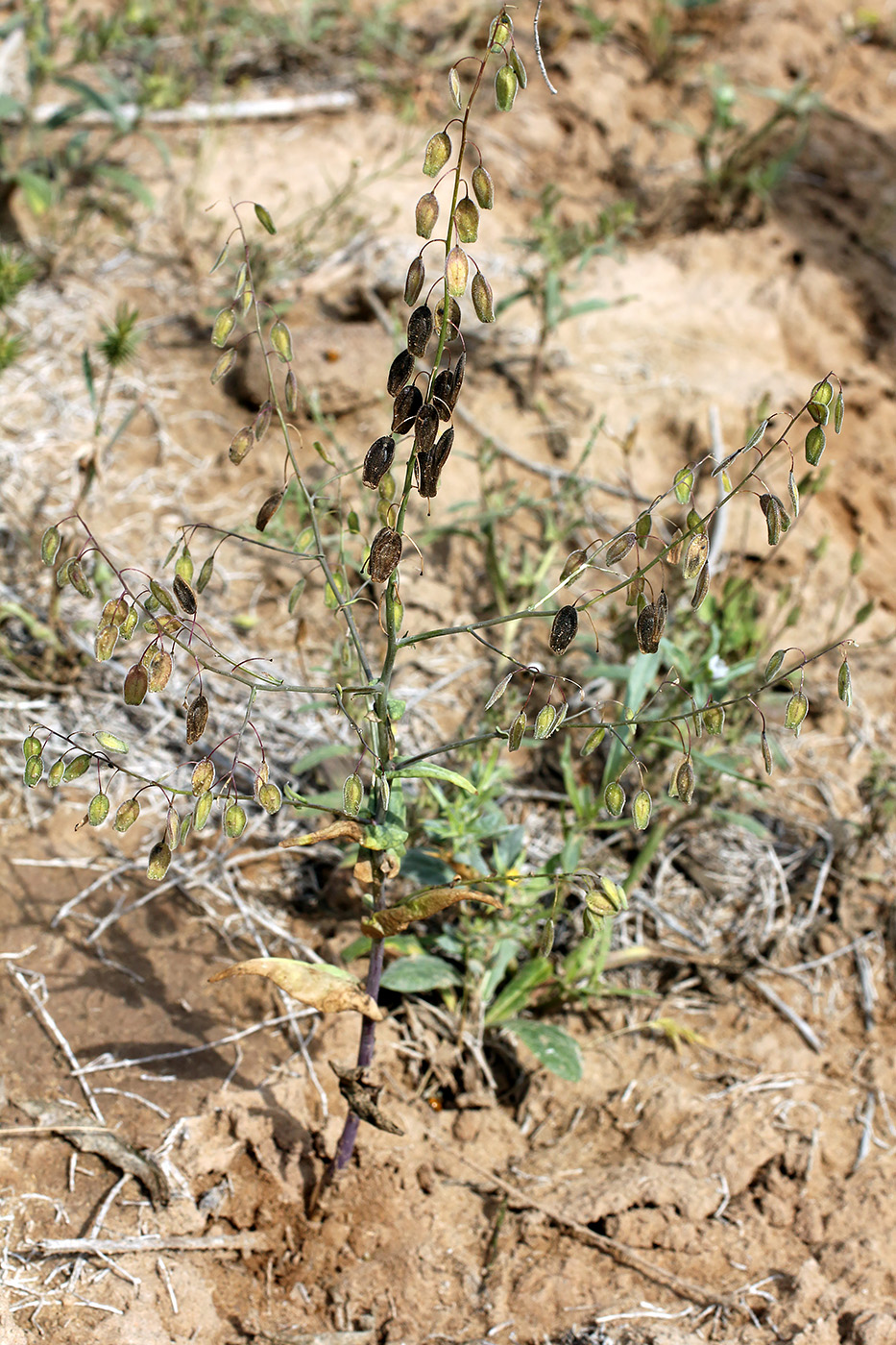 Image of Isatis violascens specimen.