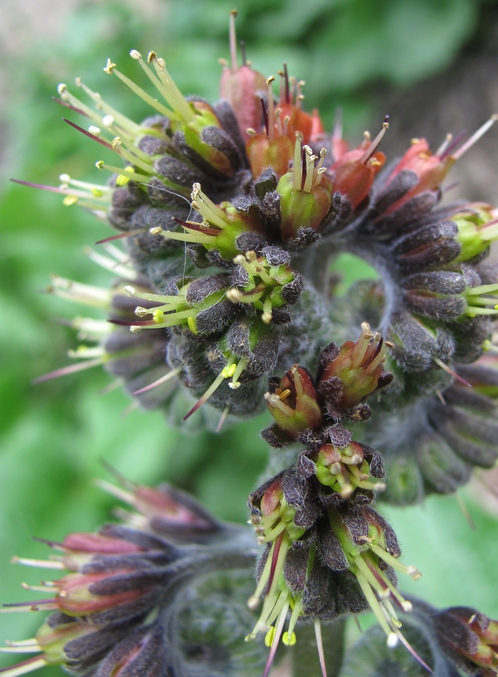 Image of Solenanthus circinnatus specimen.