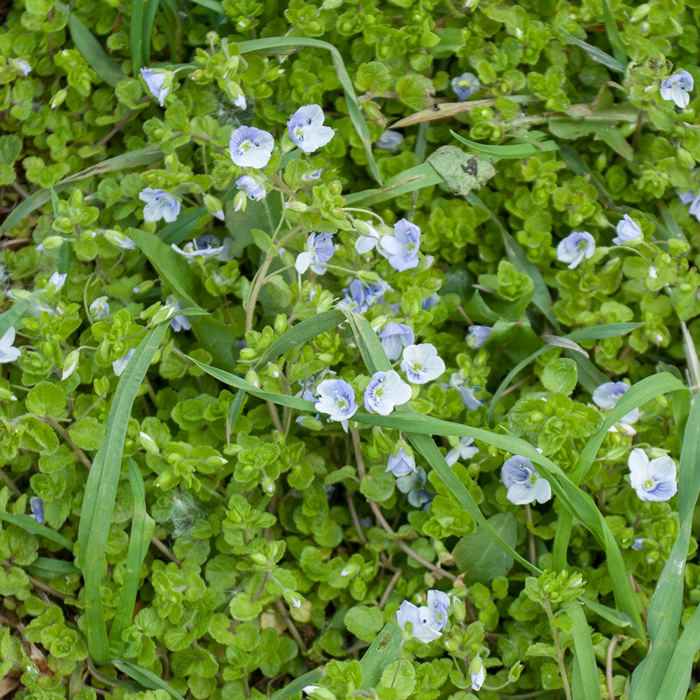 Image of Veronica filiformis specimen.