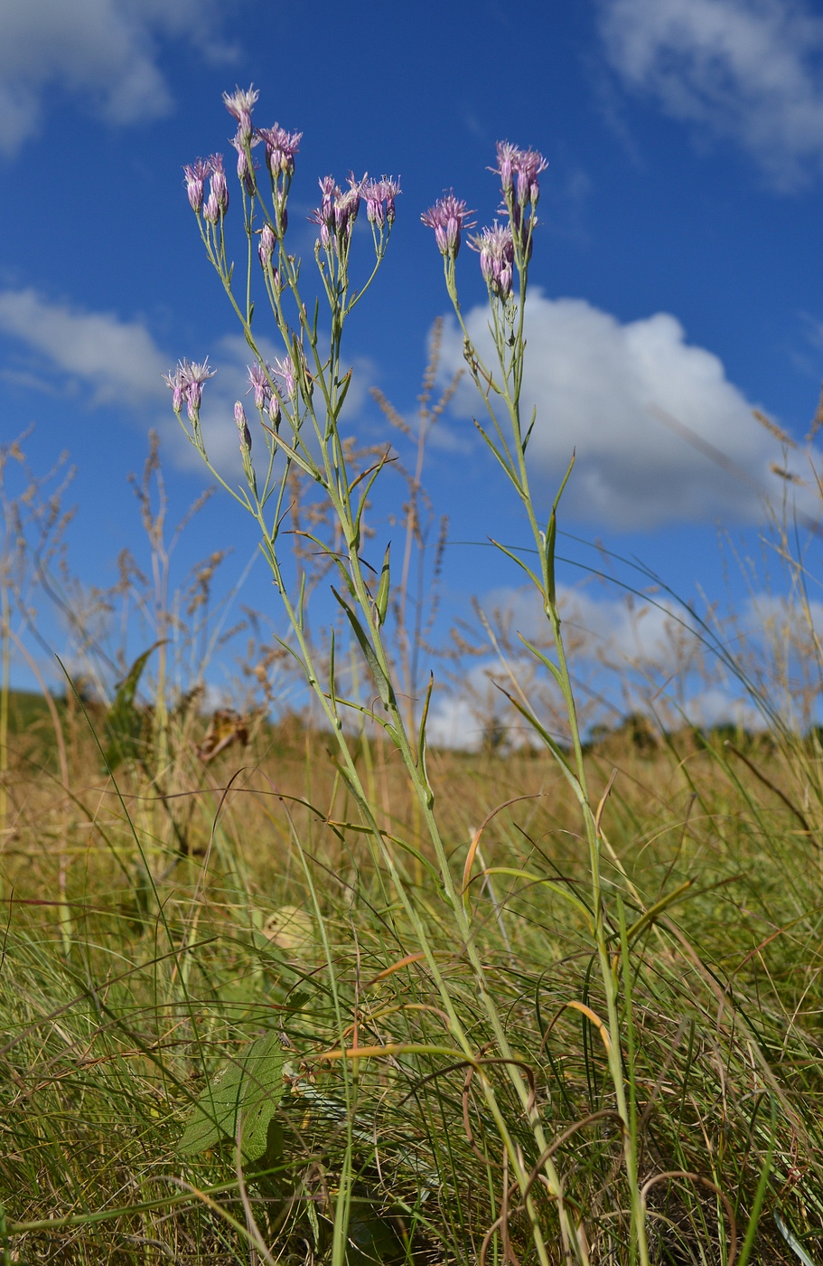 Image of Jurinea multiflora specimen.
