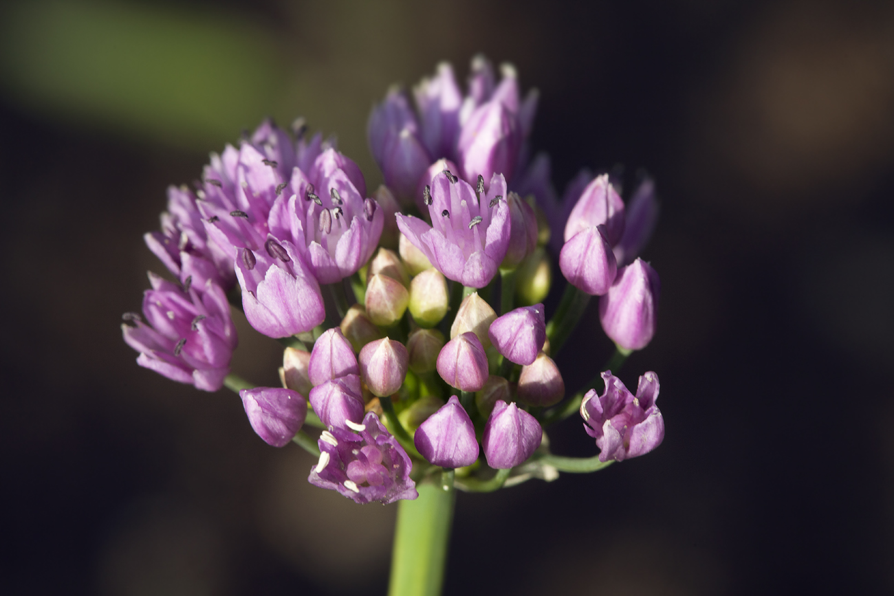 Изображение особи Allium lusitanicum.