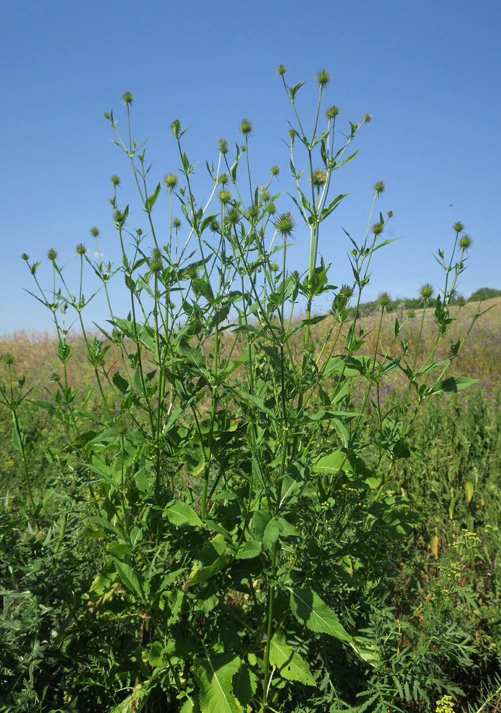 Image of Dipsacus strigosus specimen.