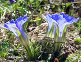 Gentiana grandiflora. Цветущие растения на субальпийском лугу. Республика Алтай, Онгудайский р-н, Семинский перевал, 1700 м н.у.м. 07.05.2010.