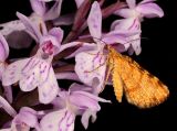 Dactylorhiza maculata