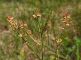 Rumex acetosella