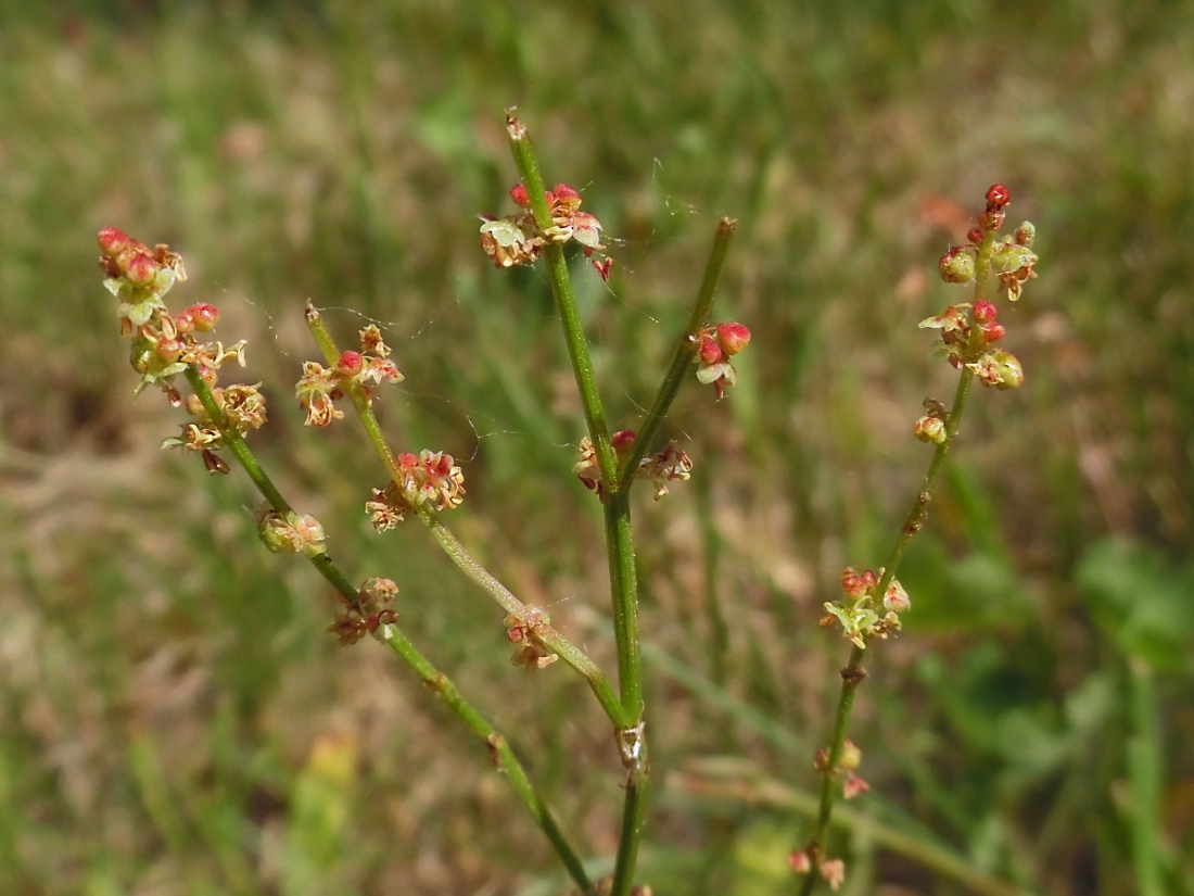 Изображение особи Rumex acetosella.