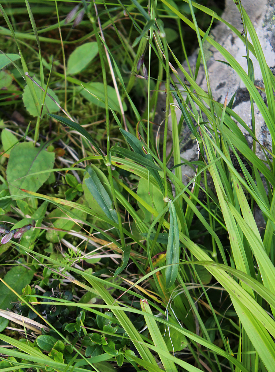 Изображение особи Silene saxatilis.