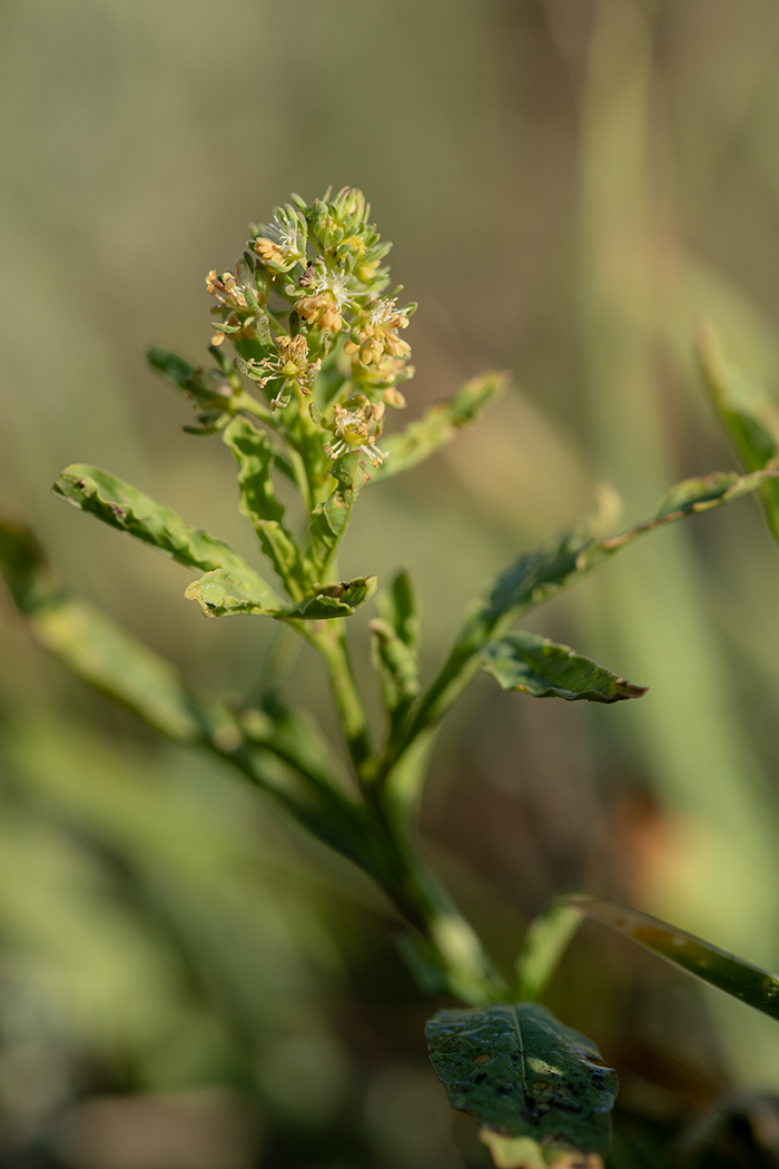 Изображение особи Reseda inodora.