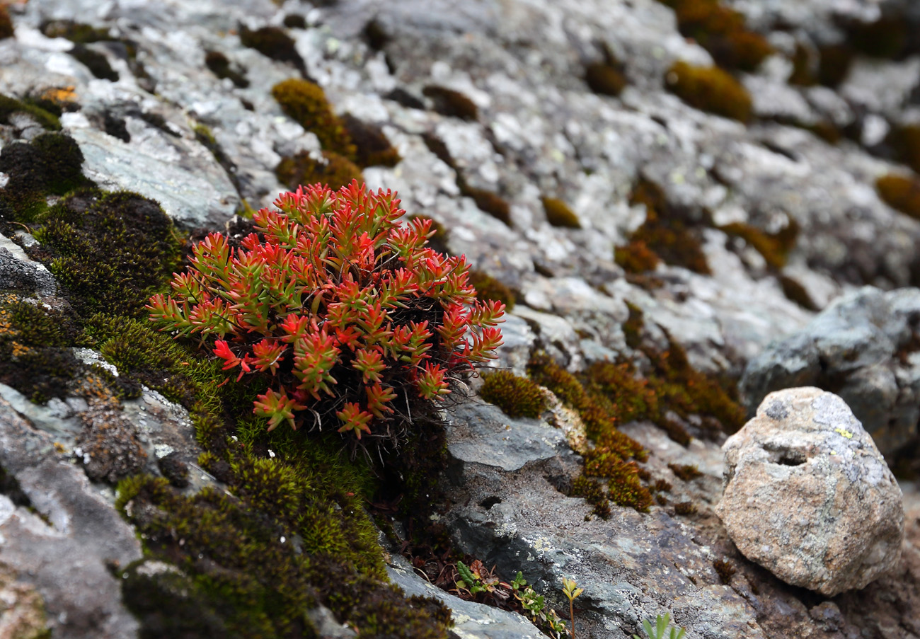 Изображение особи род Rhodiola.