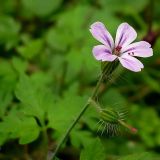 Geranium robertianum