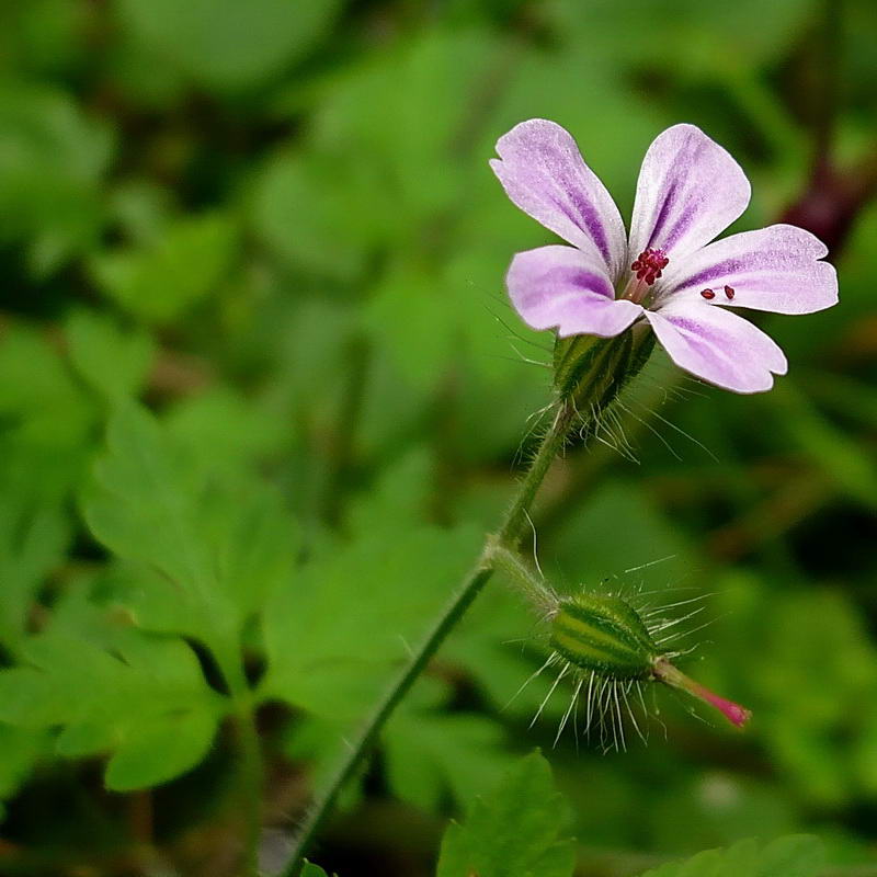 Изображение особи Geranium robertianum.