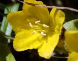 Lysimachia nummularia