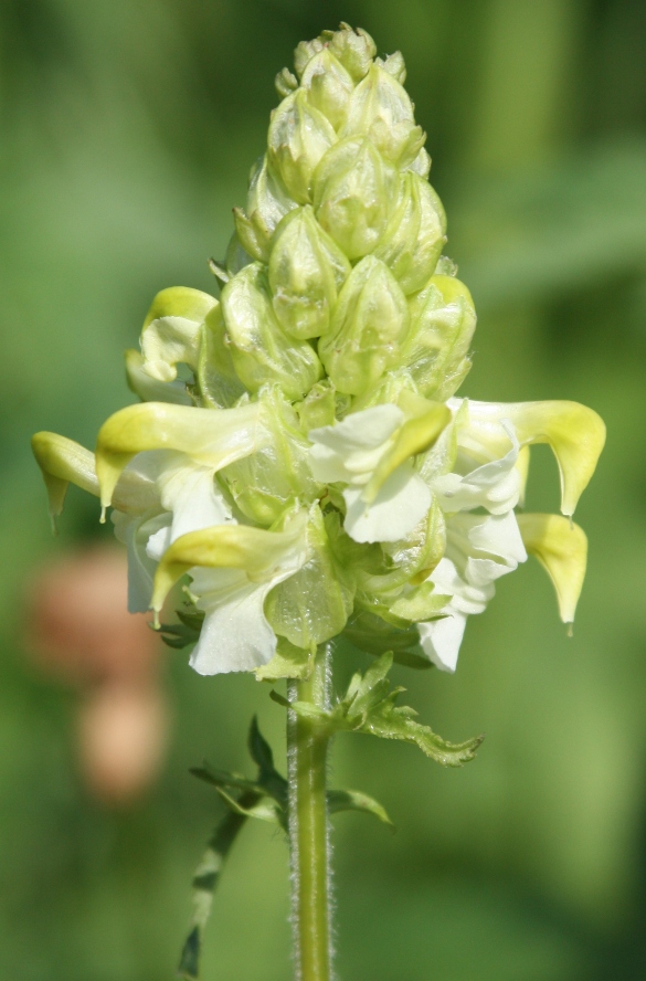 Изображение особи Pedicularis compacta.