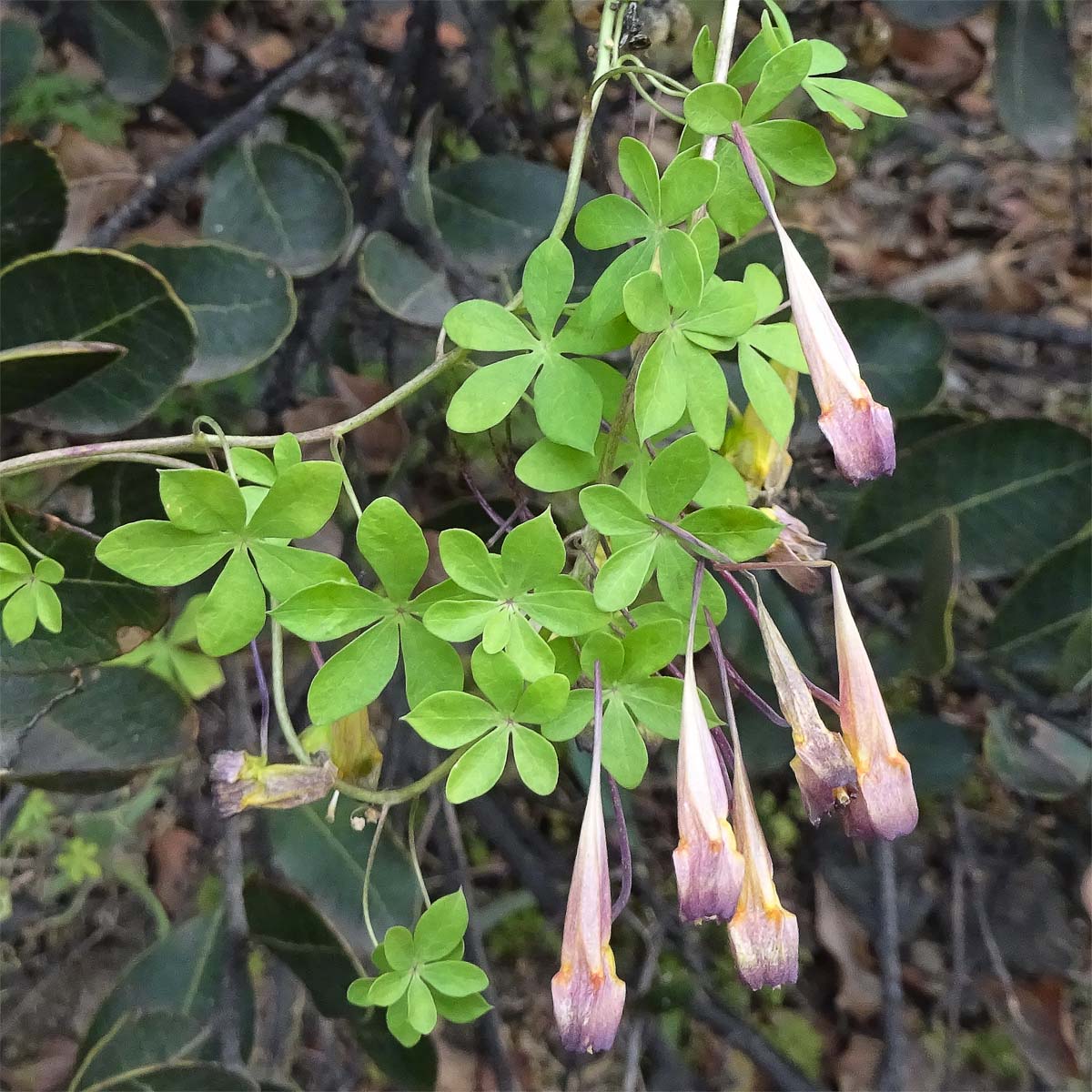 Image of Tropaeolum tricolor specimen.